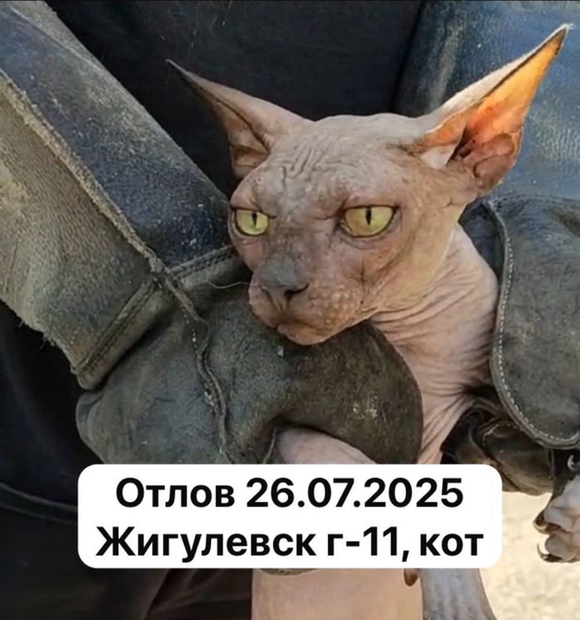Город Жигулевск! Ваши любимчики в страшном месте- в отл...
