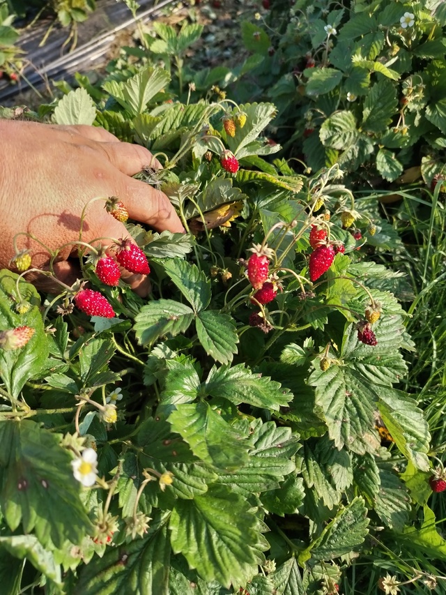 Продам землянику. 89622057505