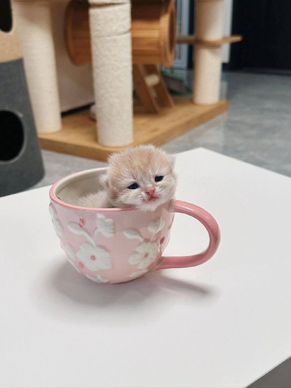 Утро начинается с кофя :3