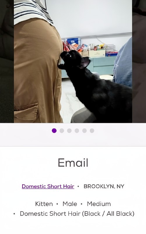 Petfinder — одна из крупнейших международных онлайн-платформ, где животным помогают найти новых хозя