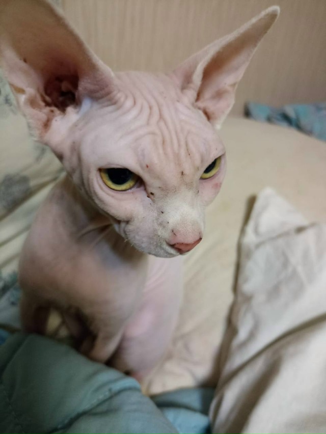 Найдена кошка породы сфинкс в « сказке». Кто потерял? Я?...