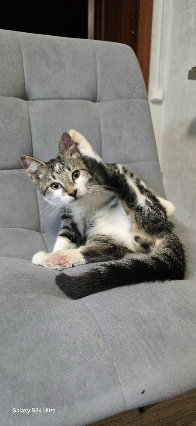 Всем здравствуйте! Прошу помочь в поиске кота.
История ...