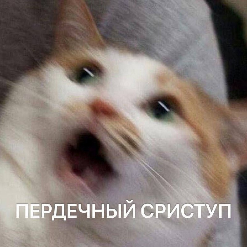 Человеки стали чаще доводить собак и кошек до сердечного приступа своими криками.
У пушистых повыш