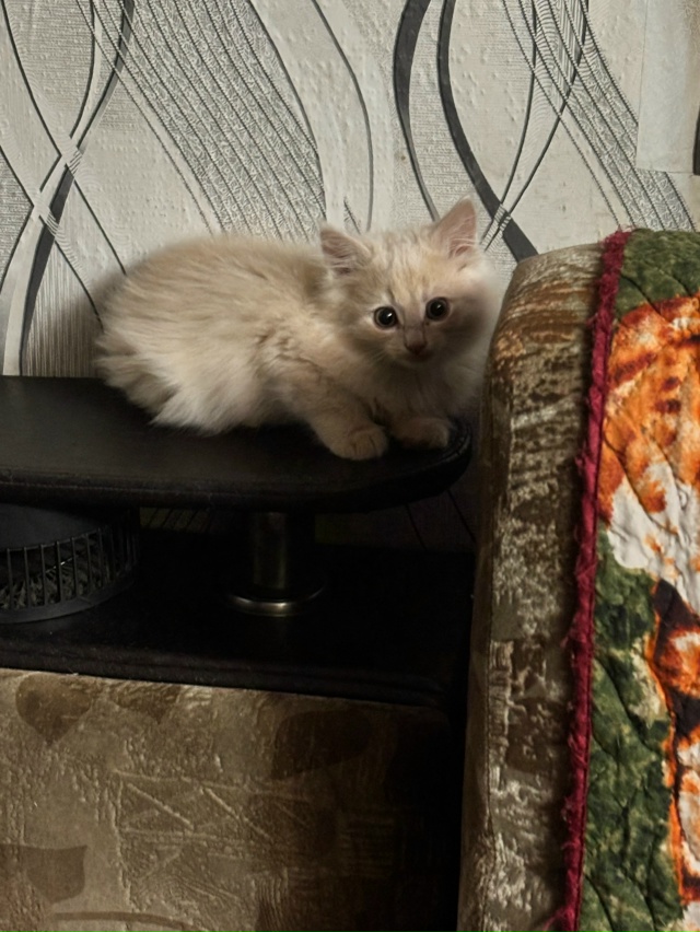 Милые и умные котятки, 2 месяца, к лотку приучены ждут д?...