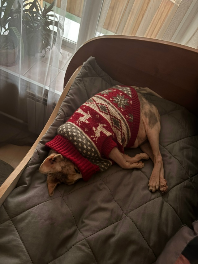 айзе за свои 12 лет довелось побывать в 3 городах, послед...