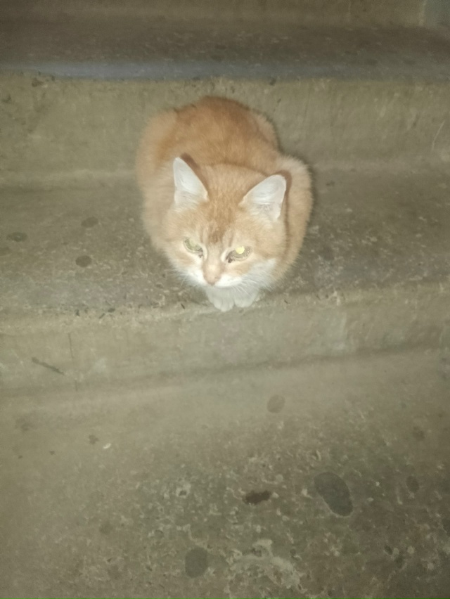 Кто принес на Химиков 7 ,подьезд 3 ,кошку промтывшую с ми...