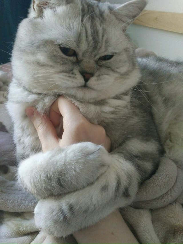 Пожамкать котика - это святое😃