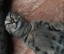 Живу как в сказке. Отец завещал мне кота.