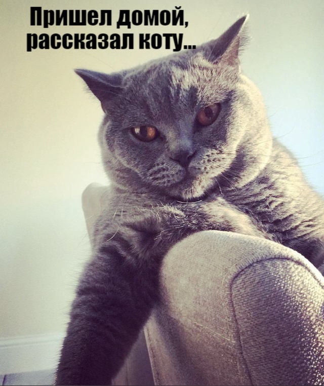 Кошки правят!
