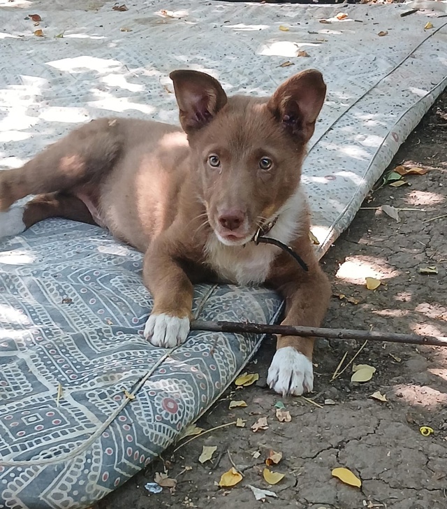🐾 Фунтик ищет дом! 🐾
Очаровательный щенок с белыми н?...