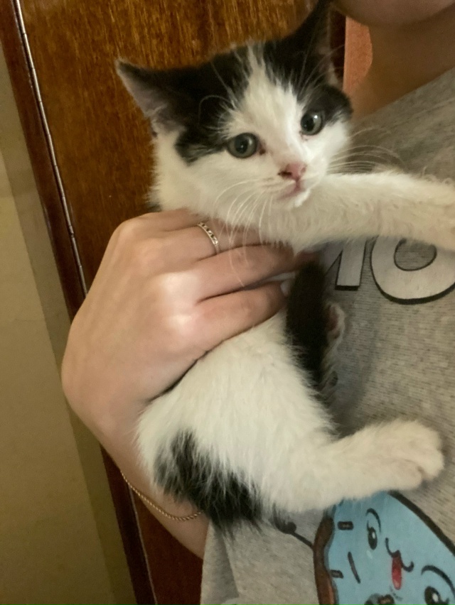 Отдадим котенка девочку в добрые руки. К лотку приучен?...