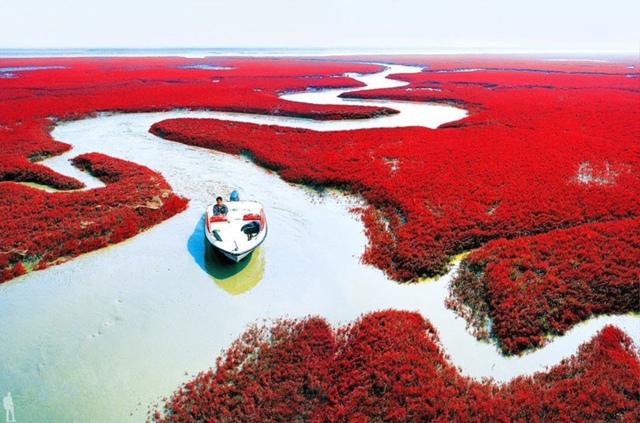 ? Красный пляж Паньцзинь, Китай
В период созревания с...