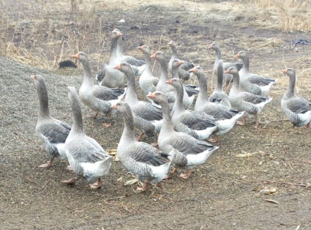 Продаются мясо утки 500р/кг ,
гуси 600р/кг или живьём.
Утки...