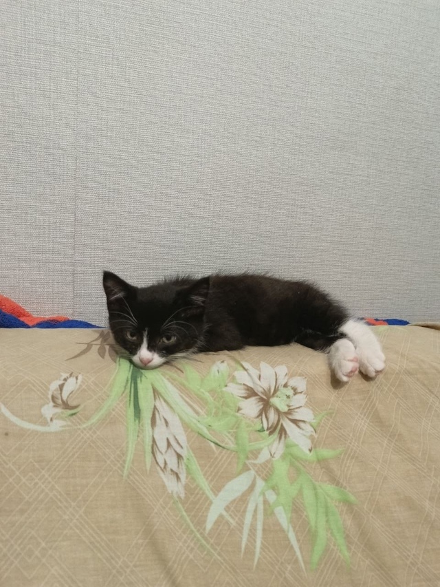 Отдаем в самые добрые руки. Котенка забрали из семьи, г?...