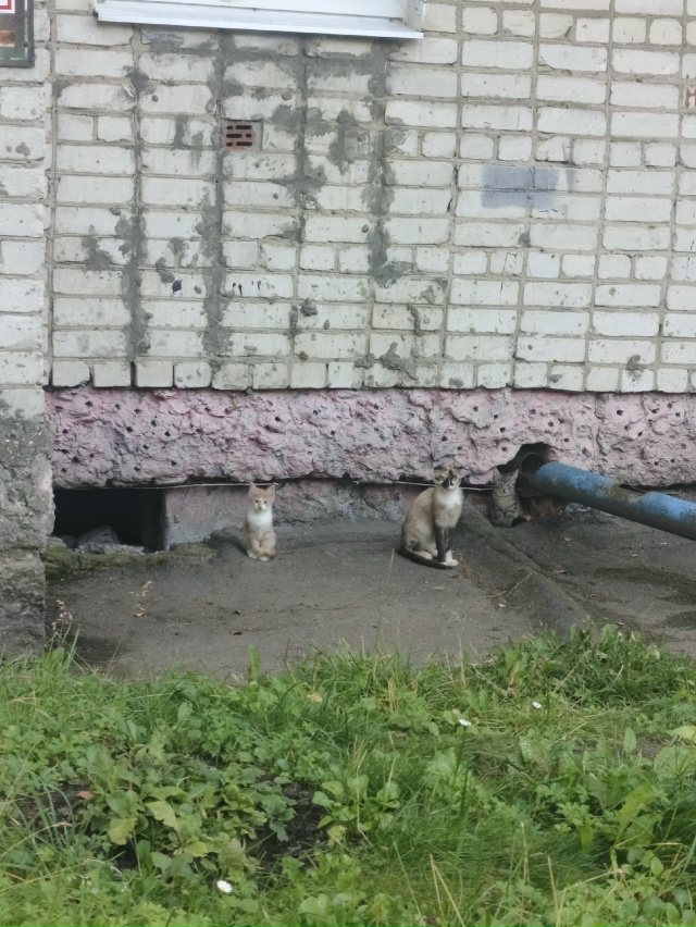 Микрокошки