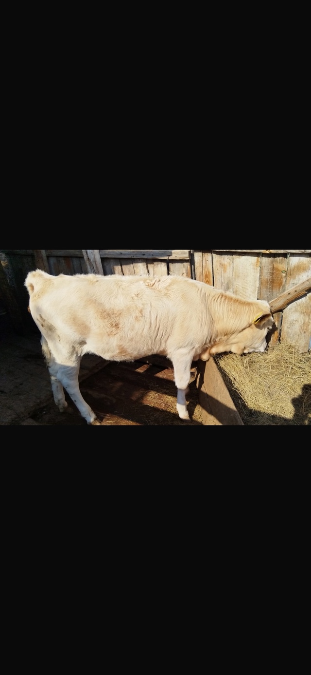 Здравствуйте,продам телочку. +7 912 344-59-16 .Анонимно