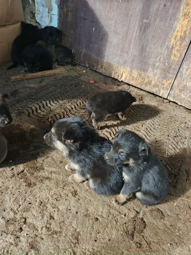 Животные
1. Потерялась собака, бегает по улице кольцев?...