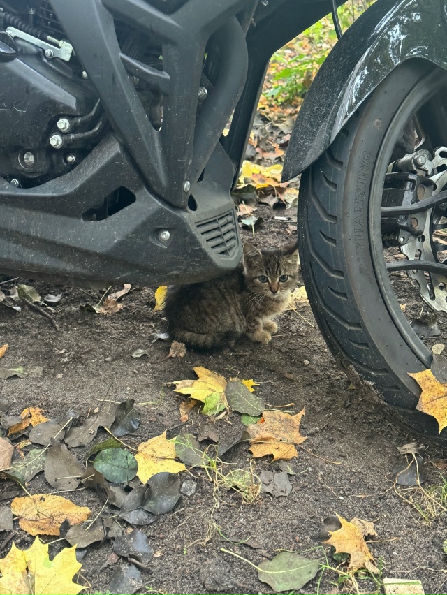 Добрый день. На улице Смурякова 6 появился котенок, еще ...