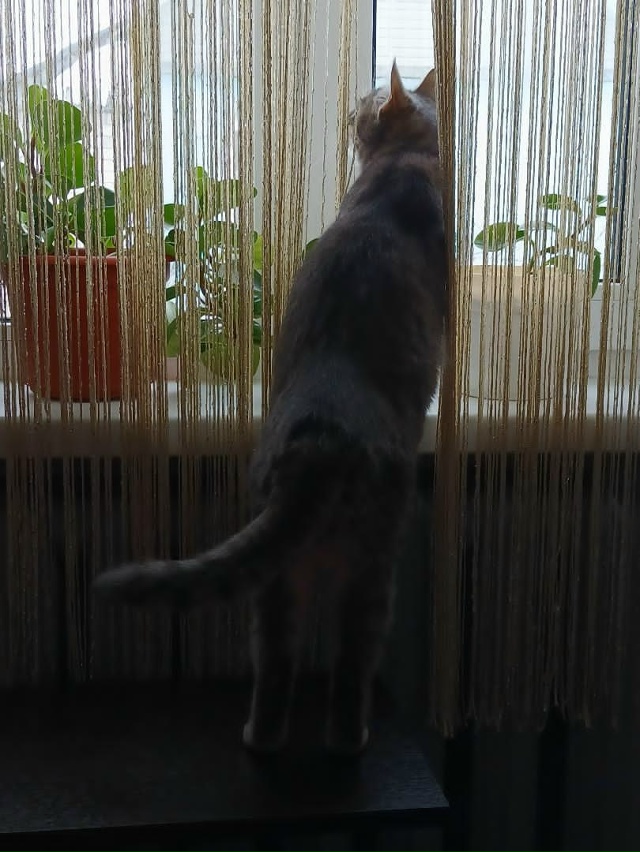 Не #мявстерская