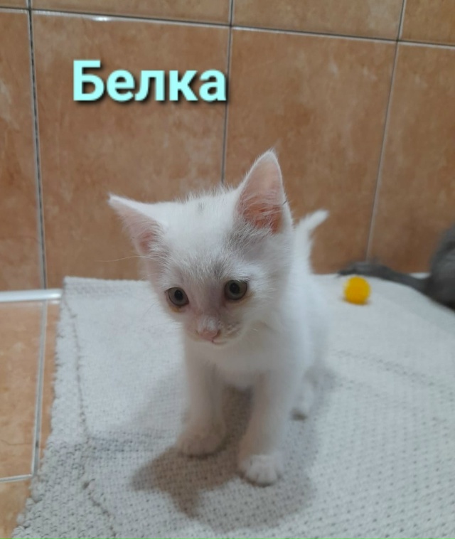 Мы КОТЯТА, шустрые ребята 😽,
Очень ИЩЕМ ДОМ 🏠,
Чтоб сч?...
