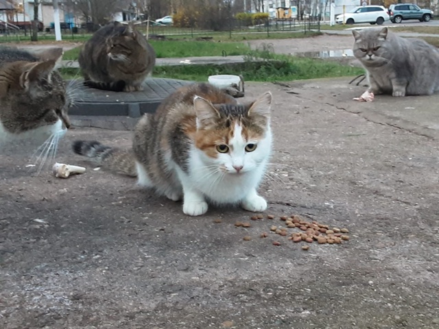 Кошечка,8 мес,ищет дом
Поможем стерилизовать
89208867876