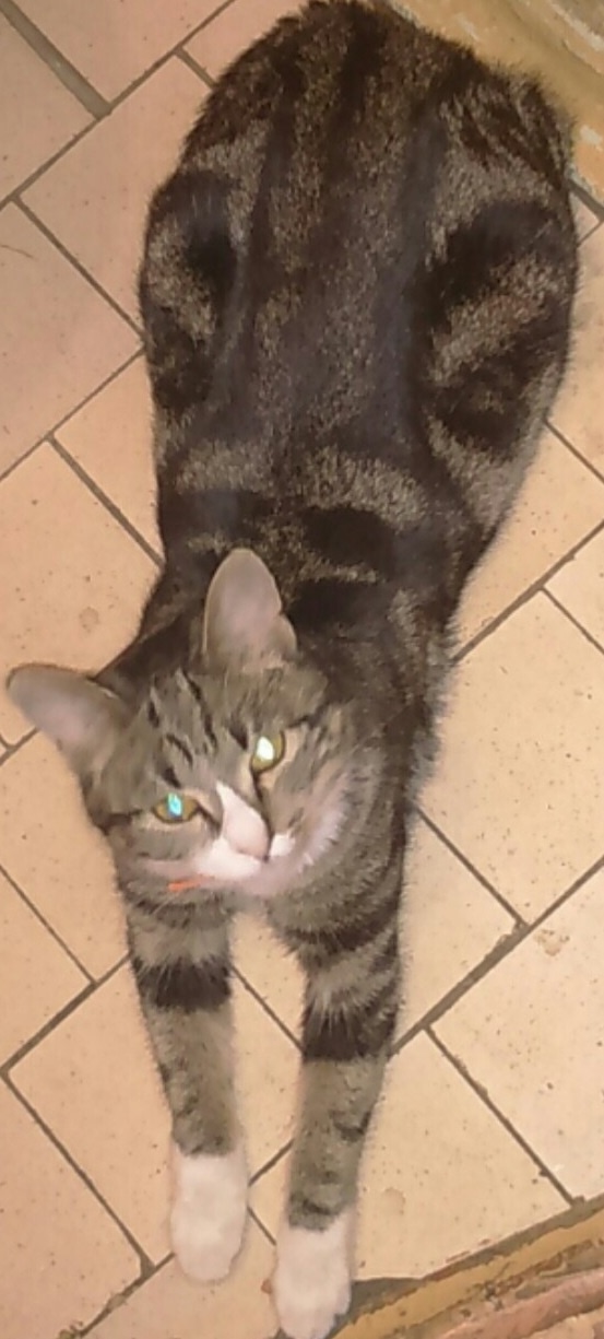 Розыск!
Пропала кошка! Стерилизована
г. Ивантеевка, Со?...