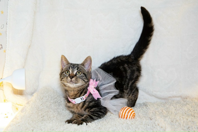 СПб
Лея ❤
Нежность, замурчательность, движение, - всё э?...