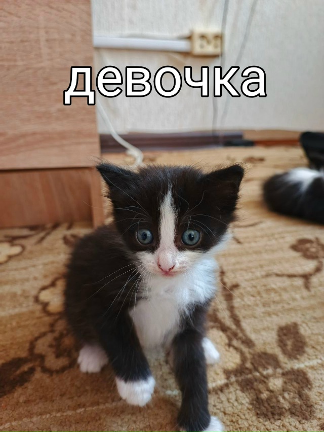 Маленькие пушистики ищут себе дом😻😻😻
Возраст 1 меся...