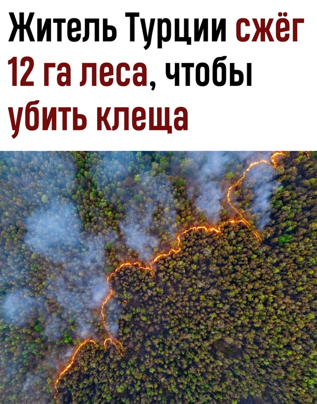 Житель Турции сжёг 12 га леса ради борьбы с клещом
В окр...
