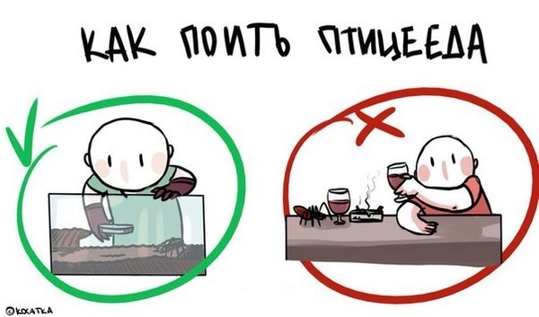 Основные правила ухода за павучками