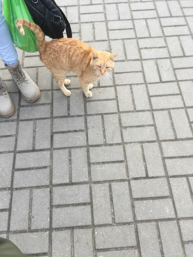 У Пятёрочки на ул. Комсомольской громко плачет котик! Г...