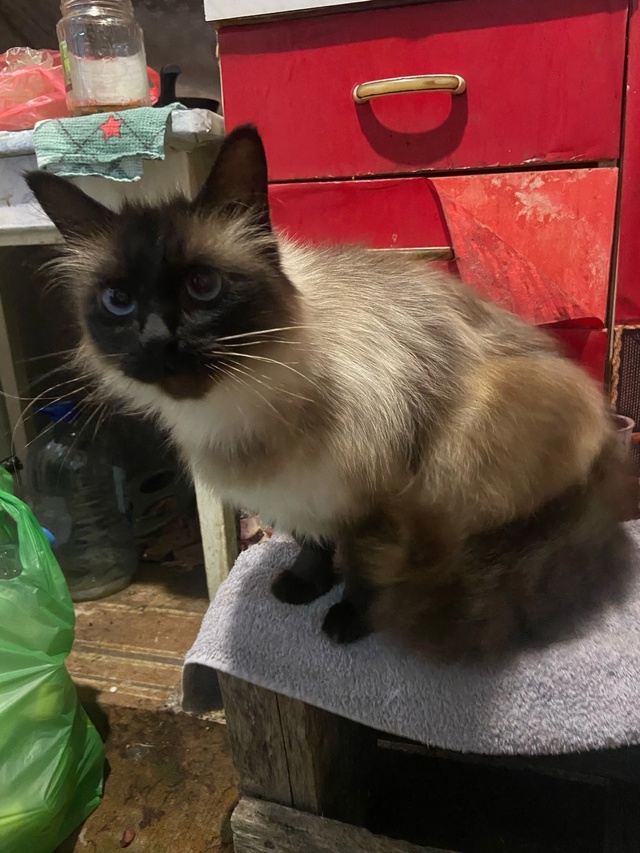 Добрые люди, пушистый мальчик ищет себе семью, в связи ?...