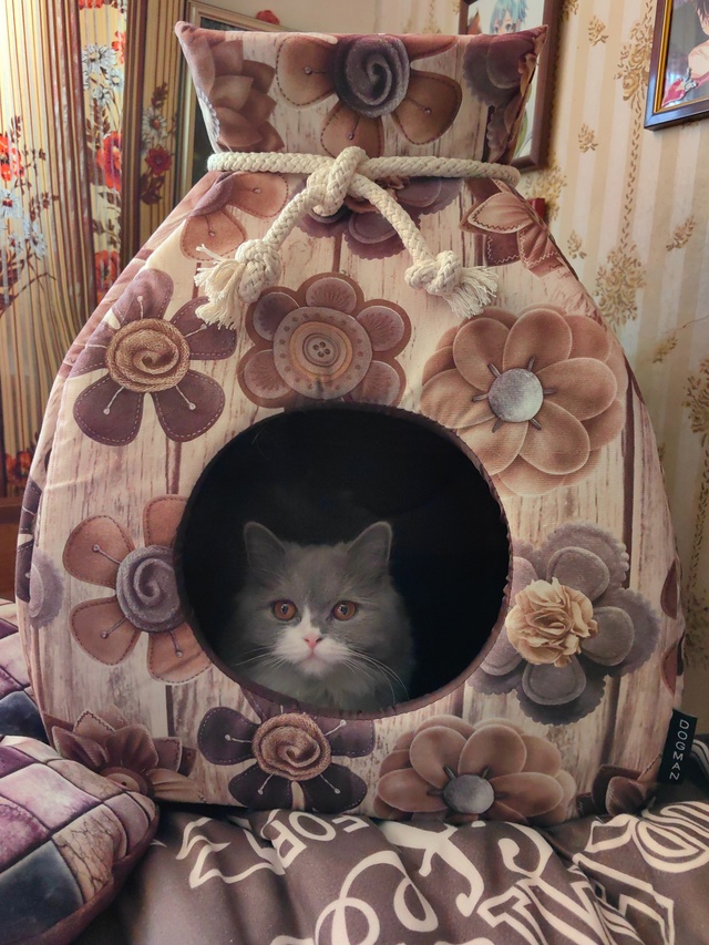Моя хулиганка РубиНочка 😊. Первая умерла... Завели вто?...