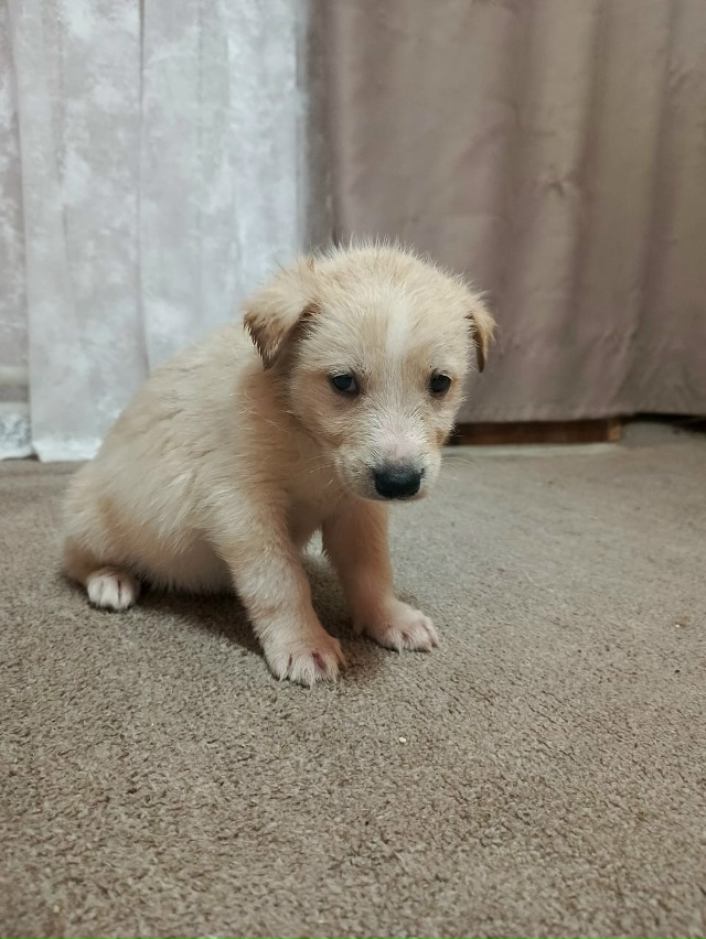 Щенята ищут добрых хозяев!
8 915 969 76 12