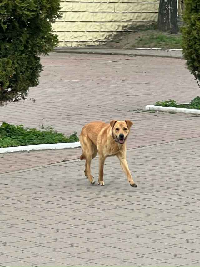 Чей пес??? Бегает испуганный