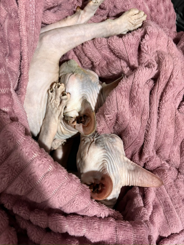 Пару месяцев назад публиковала пост о поиске дома лыси...