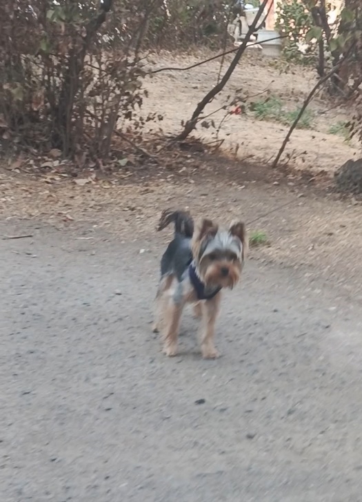 Пропал сегодня Ёрик кличка Кекс на перекрёстке Крупск...