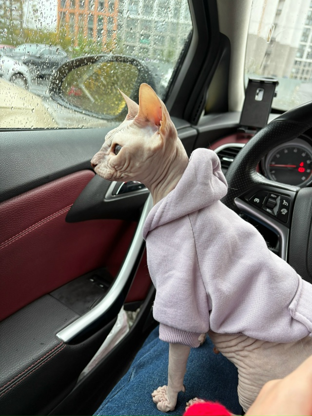 Пару месяцев назад публиковала пост о поиске дома лыси...