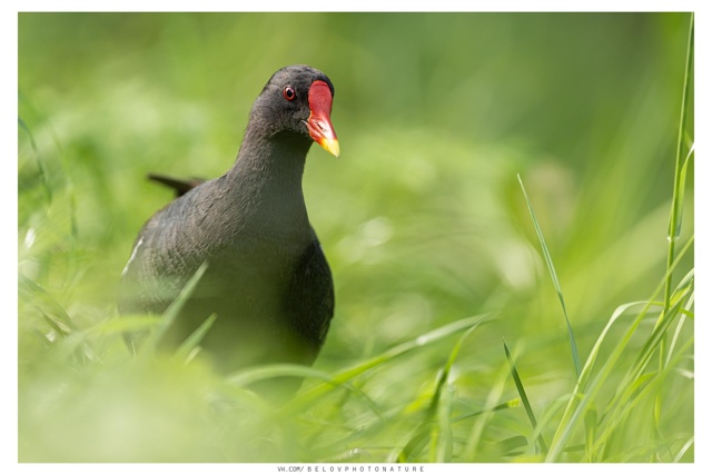 Камышница (болотная курочка) кормилась в травяном поле...
