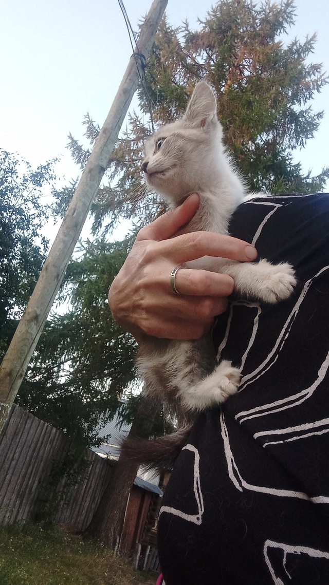 Нашли котенка.