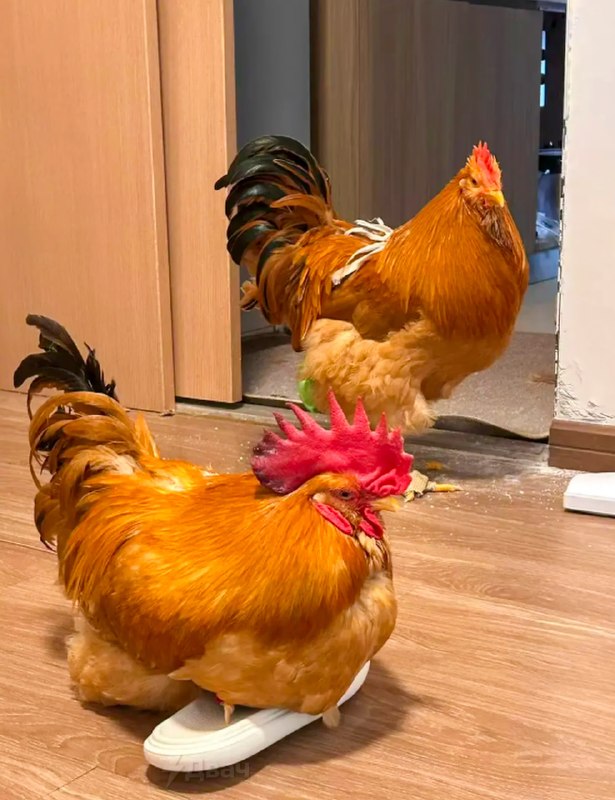 Зная их любовь к KFC — звучит как настоящий экстрим: в Китае пошёл новый тренд на домашних птиц.
Ки