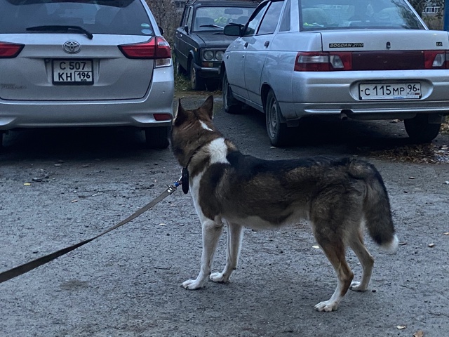 Чья, а вернее чей? Бегает на Скорынина 7. Нагло пристает ...