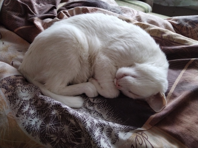 Спят усталые игрушки... Кот Симба 😴