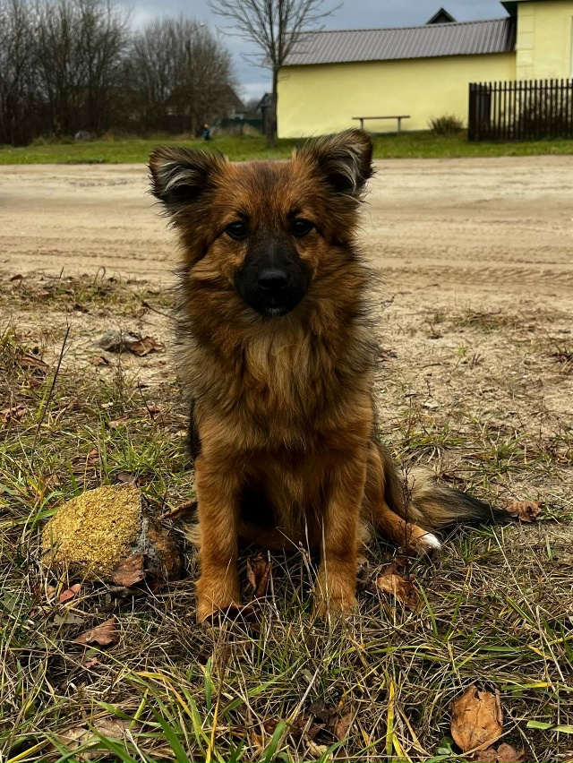 Друзья!
В нашем пункте передержки находятся две очаров...