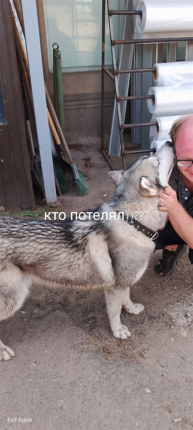 Кто потерял?))) Очень добрый)))