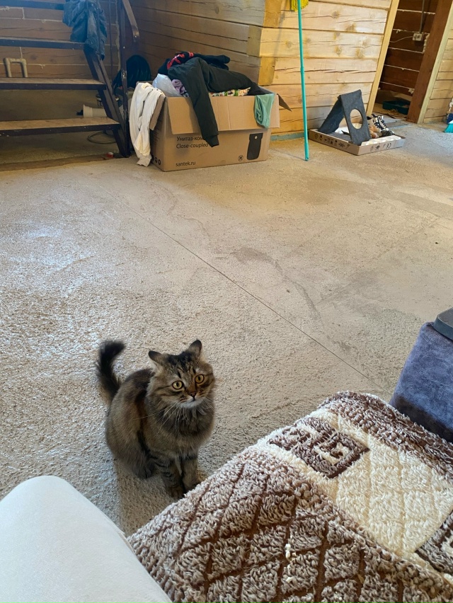 Сава. На самом деле кот грустинка. Постоянно в печали и ...