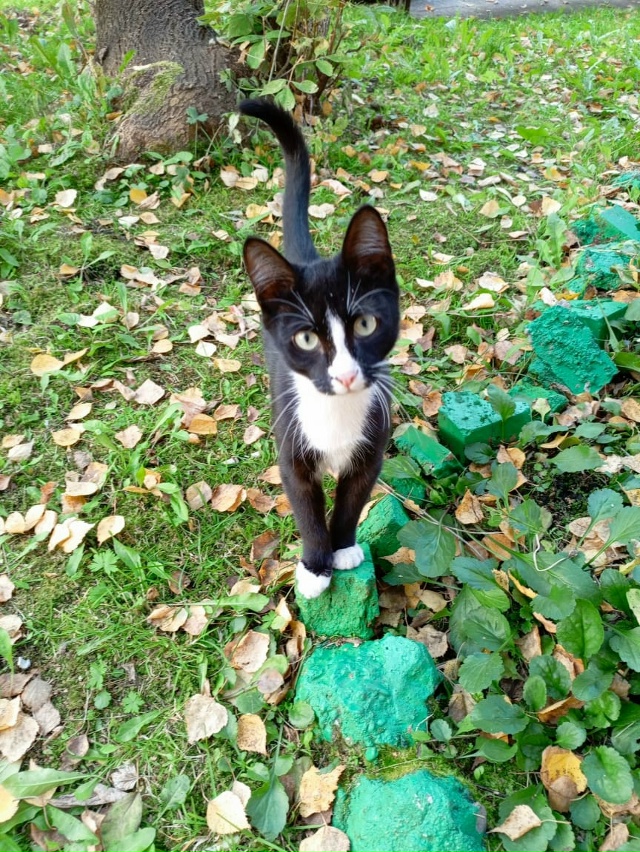 Котик Тошка семь, восемь мес--в. Очень ласковый. Ищет до?...