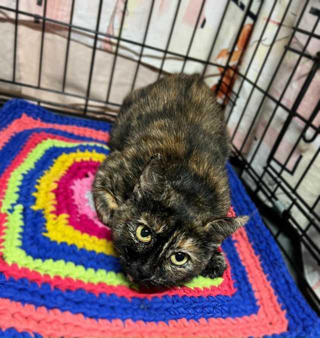 В добрые руки черепаховая кошечка Муся
Очаровательная...