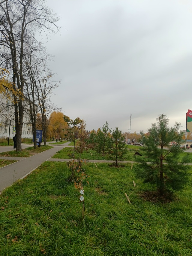 На Вокзальной вырос молодой лес 🌲