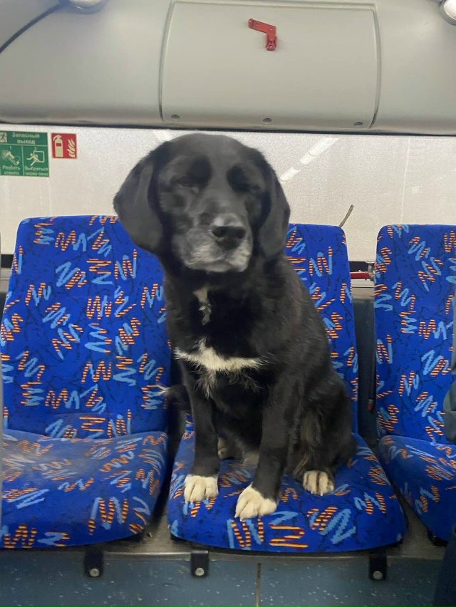 Всем добрый день
Девушка села в центре, этот пес уже си...